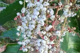 见过没？“虫瘿”树制造“盐”，网友：千万别“不识宝”赶紧采摘图片