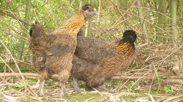 「品牌展播」中国地理标志农产品品牌展播（福建三明篇-上）