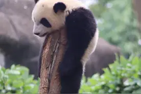 哈哈，捕捉到一只爱挂在树上的熊猫！图片