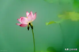 荷花照片的高级感，摄影技巧容易学，意境优美不落俗套图片
