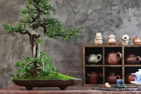 普通人都能养！越养越值钱的8种名贵盆景，你拥有几种？图片