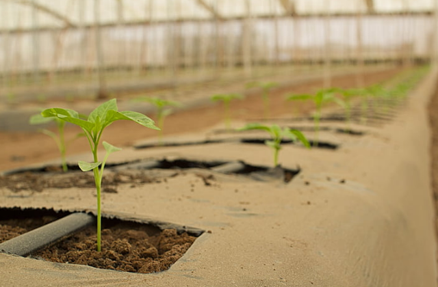 中央定调！肥料即将大变天！农民要提前做好这些准备