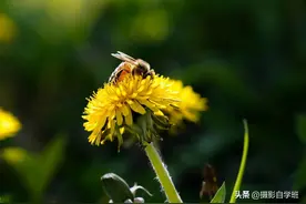 不再胡乱拍，6个花朵摄影技巧，新手也能拍美路边小花图片