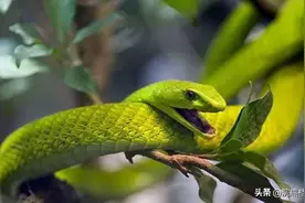 06年黑龙江农妇收留一条蛇，隔天蛇竟拖家带口前来，一住就是15年图片