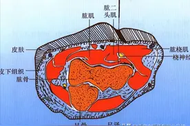 手太阴肺经经穴——尺泽图片