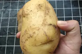 批发市场的土豆和大蒜为何不发芽？家里存放却容易发芽，这是为何图片