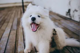 盘点狗狗的“最新”价格表，你家狗买贵了吗？图片