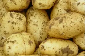 原来土豆保存这么简单！掌握这6个土方法，放一年不变青不发芽！图片