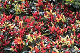 种植辣椒、茄子、番茄，老人说有7个雷区不要踩，分别指什么？图片