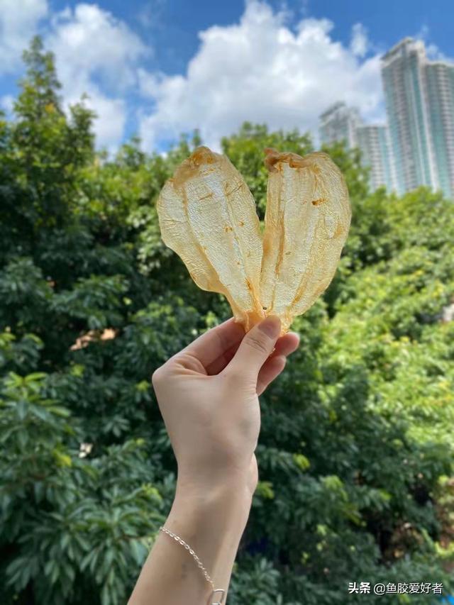 鱼胶价格表 便宜一点 2025年鱼胶的价格