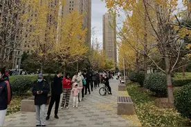 银杏树叶，金色的蝴蝶图片