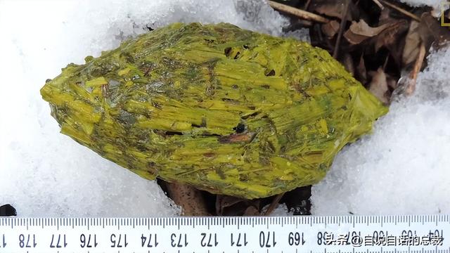 熊猫：真实存在的上古恐惧，为什么只有人类觉得大熊猫很可爱？