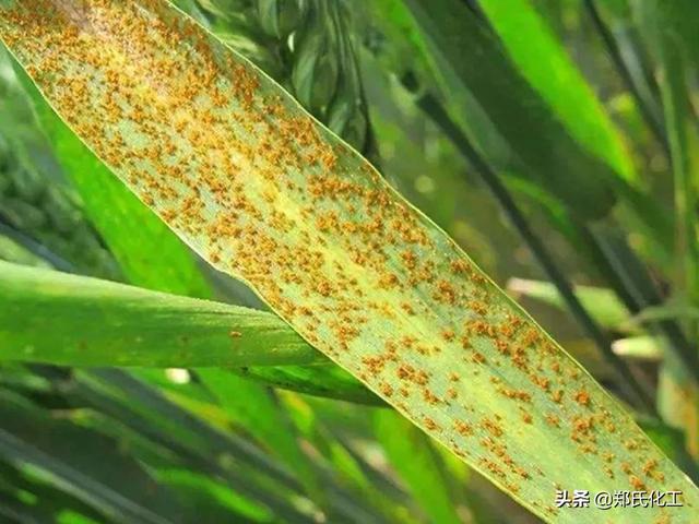 小麦灌浆期高产管理技术，冲刺小麦高产