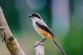 如何饲养伯劳鸟？图片