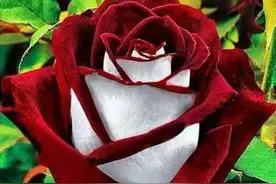 分享图片一稀世罕见的玫瑰花，真是太美啦图片