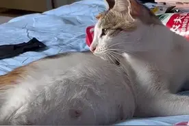 湖南：母猫蹭空调不肯走，“老公”隔窗温柔呼唤，女子心生羡慕图片