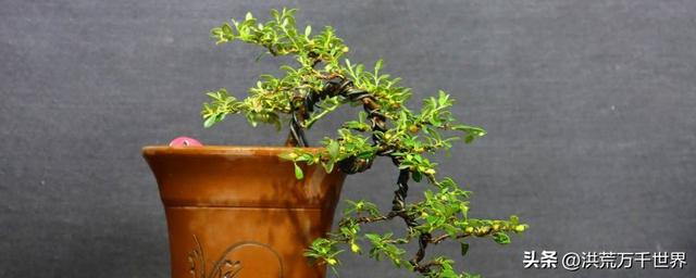荀子盆景的养护与管理技巧（荀子盆景养殖方法和注意事项）