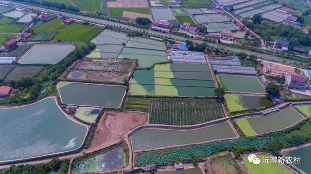 【寻味常德】从一钵常德甲鱼说起(图11)