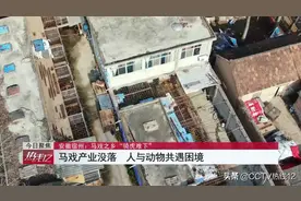 “骑虎难下”的马戏之乡：每天上万元饲养成本，养不起、卖不掉、放不得图片