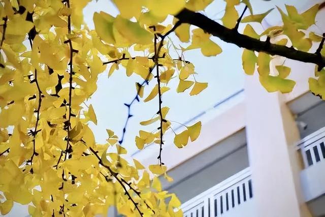 除了“五朵金花”，成都各个区还有哪些公办小学值得考察