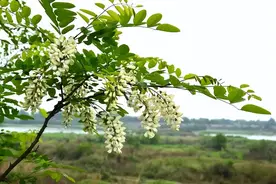 农村俗语：“四树进宅，家兴旺三代”，这四种树，有钱人都爱种图片