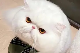 养猫的10个好处，说服你养猫的理由都在这图片