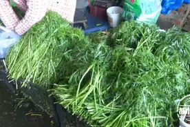 这种野菜正上市，最高18元一斤！南昌人饭桌上必有它图片