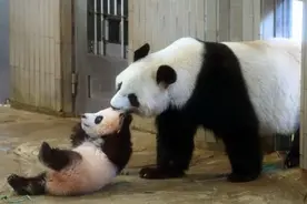 多国归还大熊猫背后：熊猫外交与国际形势的挑战图片