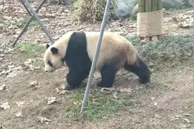 大熊猫的战斗力在熊科中排第几?图片