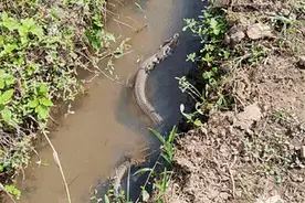 汗毛倒竖！广东珠海图片