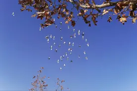 我外祖母的传奇人生图片