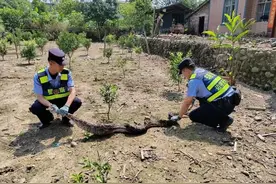 “木头”竟然是蟒蛇！ 3米“贪吃蛇”被民警捕获图片