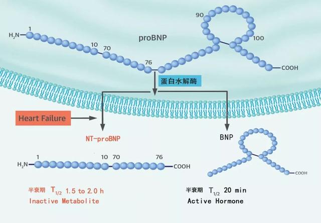 从“心”开始，犬猫NT-proBNP到底怎么用？