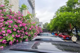 雁塔北路花开正艳 街景如画图片