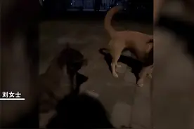 万物皆有灵！女生校内晕倒被2只流浪狗舔鼻唤醒，网友：汪汪队又立大功图片