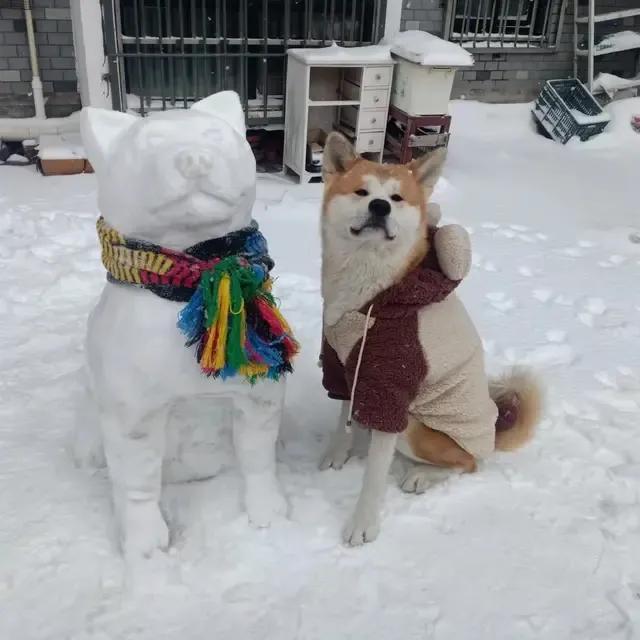 大郑州堆雪人内卷严重，哪个是金奖？全河南的雪人都在这里了