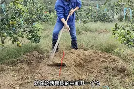 柑橘树秋施基肥：这样开沟和选择有机肥图片
