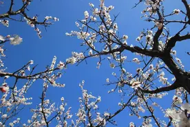 50句“花”字飞花令，最适合春天品读，太浪漫了！图片