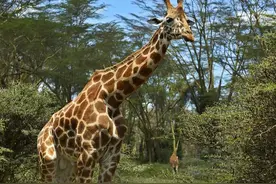 动物十大世界之最图片