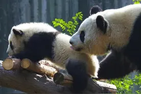 饲养员认不出绩然？将绩然错放大熊猫科大的院子，差点害绩然丧命图片