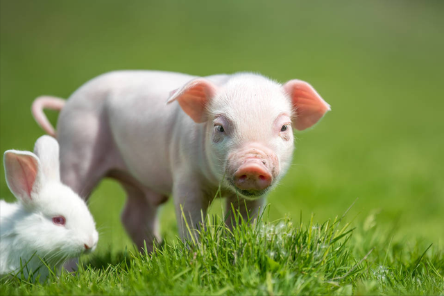 猪饲料中钙磷比例多少合适？猪饲料中添加什么长得快？本文告诉你