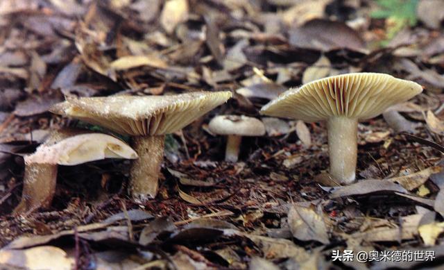 全世界最毒的十种蘑菇，中国最毒的蘑菇致命白毒伞上榜