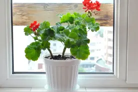 阳台只养一盆花，花鲜艳天天开，春夏秋冬开不停，阳台成最美花园图片