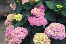 4花门前种，“财富到家”不是梦，这不是瞎说，是古人的经验图片