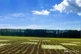 黑土地分布最多的5个国家：阿根廷第5，俄罗斯第3，第一是谁？图片