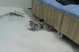 懒人沙发“爆炸”，泡沫颗粒撒一地，网友称：“吸尘器都救不了”图片