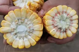 玉米种植，产量多少？选择的品种只是其一，关键是对于株距的理解图片