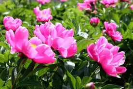 抓住4月，别辜负春日最后的浪漫花期，带着家人一起出游吧！图片
