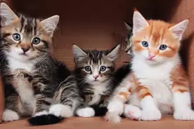 如今越来越多的人喜欢猫咪，这是为什么呢？图片