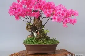 新手制作盆景，牢记这些矮化增粗的办法，实用教材！图片